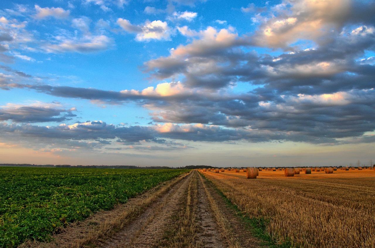 field, road, rural, country road, rural road, farm, farmland, cropland, hay bales, hay field, agriculture, landscape, scenery, countryside, nature, sunset, dusk, grevenbroich, germany, road, farm, farm, farm, farm, farm, agriculture, agriculture, agriculture, agriculture