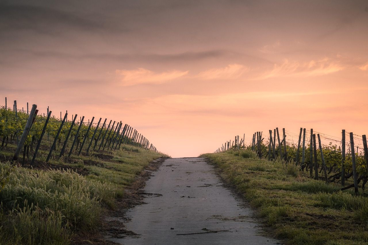 crops, dawn, road, nature, path, farm, fences, farmland, rural, countryside, dusk, fence, grass, landscape, light, narrow road, outdoors, pathway, sky, sunset, vegetation, wood